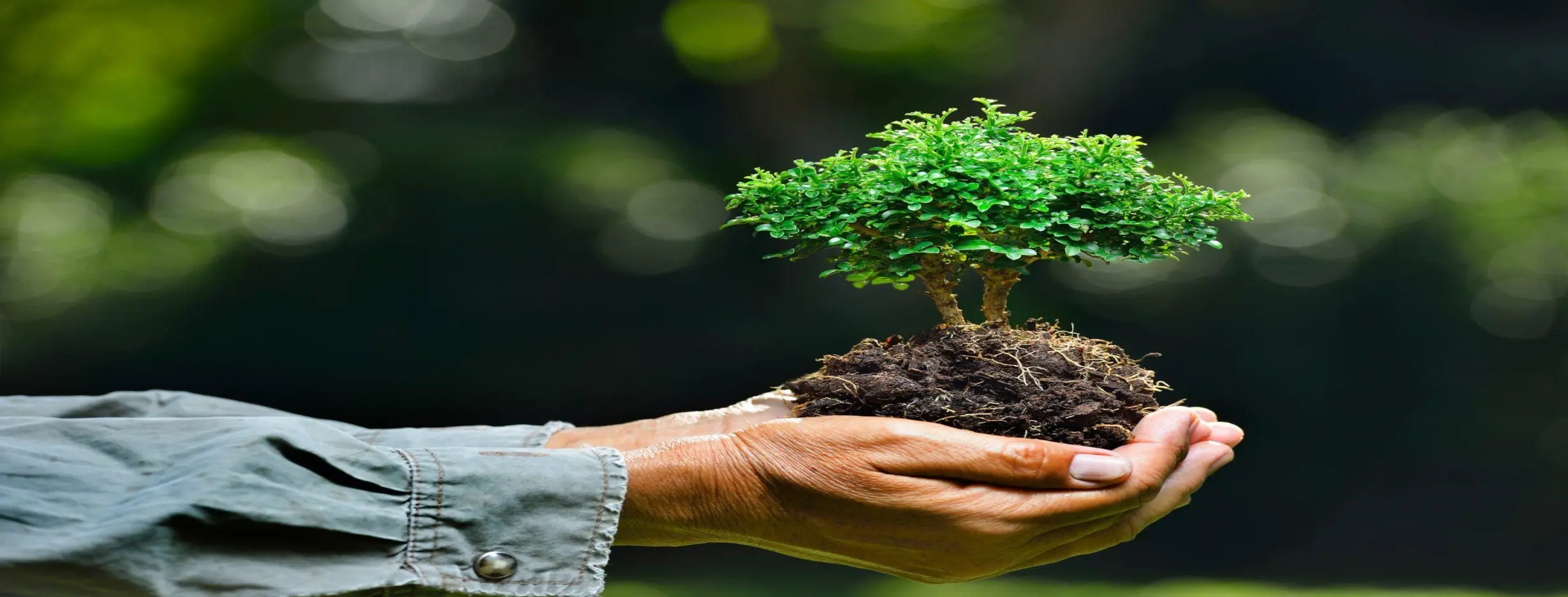 Image for Environmental Appeal